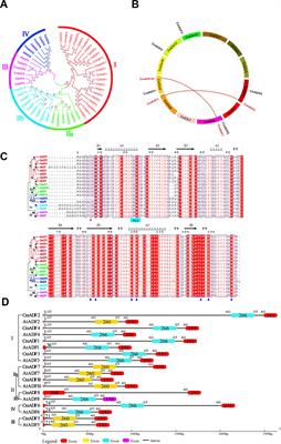 Genome-wide identification of actin-depolymerizing factor family genes in melon (Cucumis melo L.) and CmADF1 plays an important role in low temperature tolerance